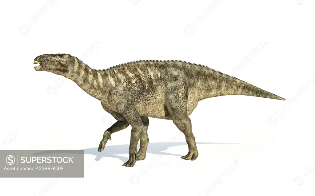 Iguanodon dinosaur on white background with drop shadow.
