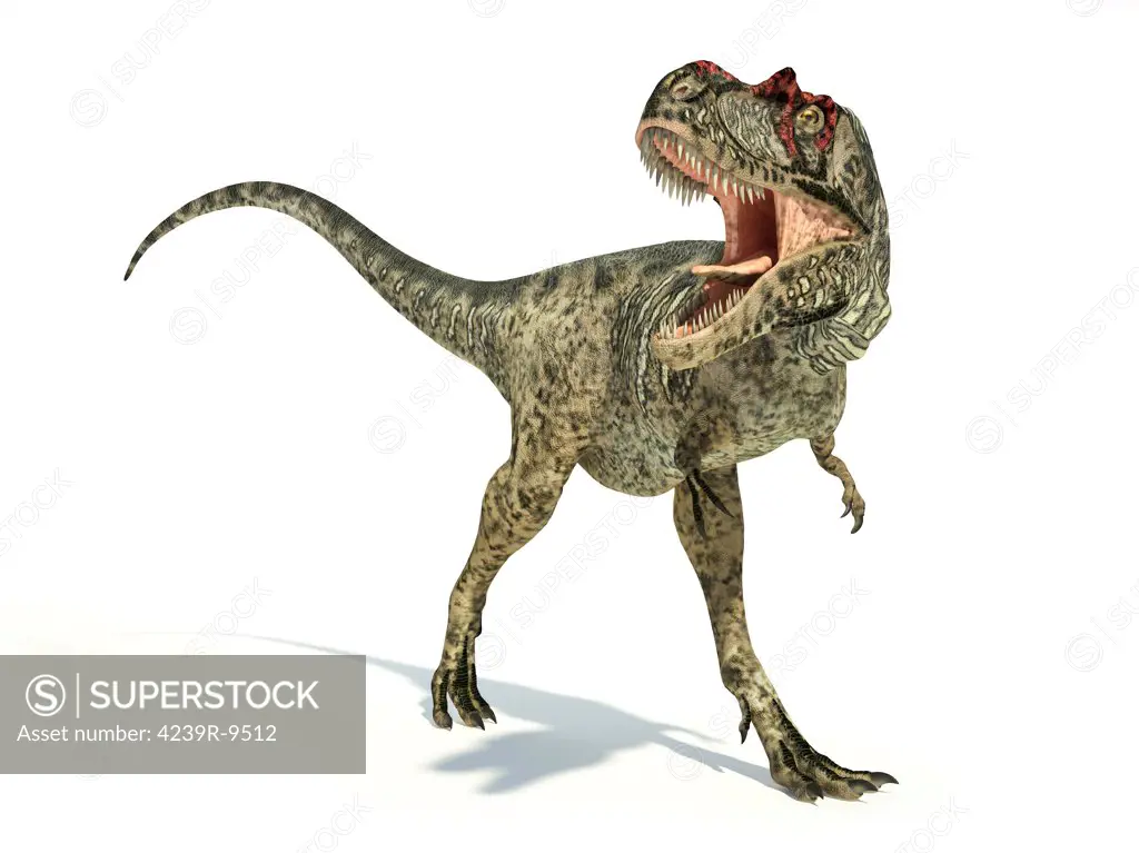 Albertosaurus dinosaur on white background with drop shadow.