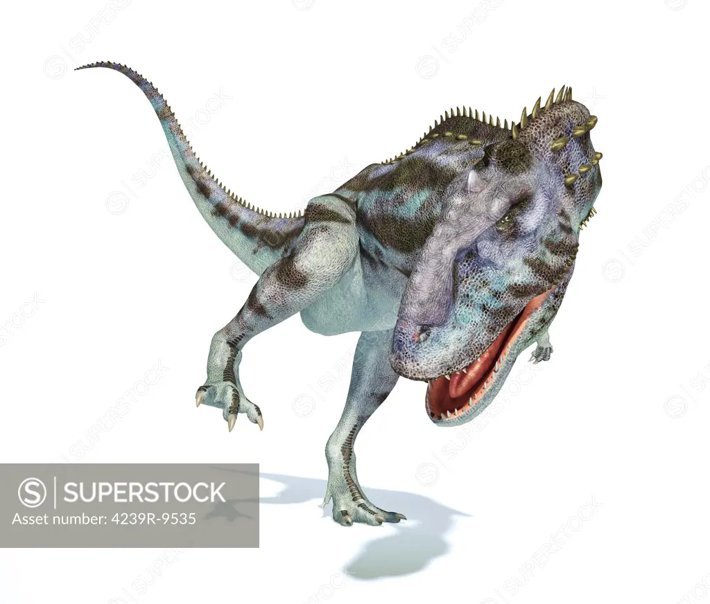 Majungasaurus dinosaur on white background with drop shadow.