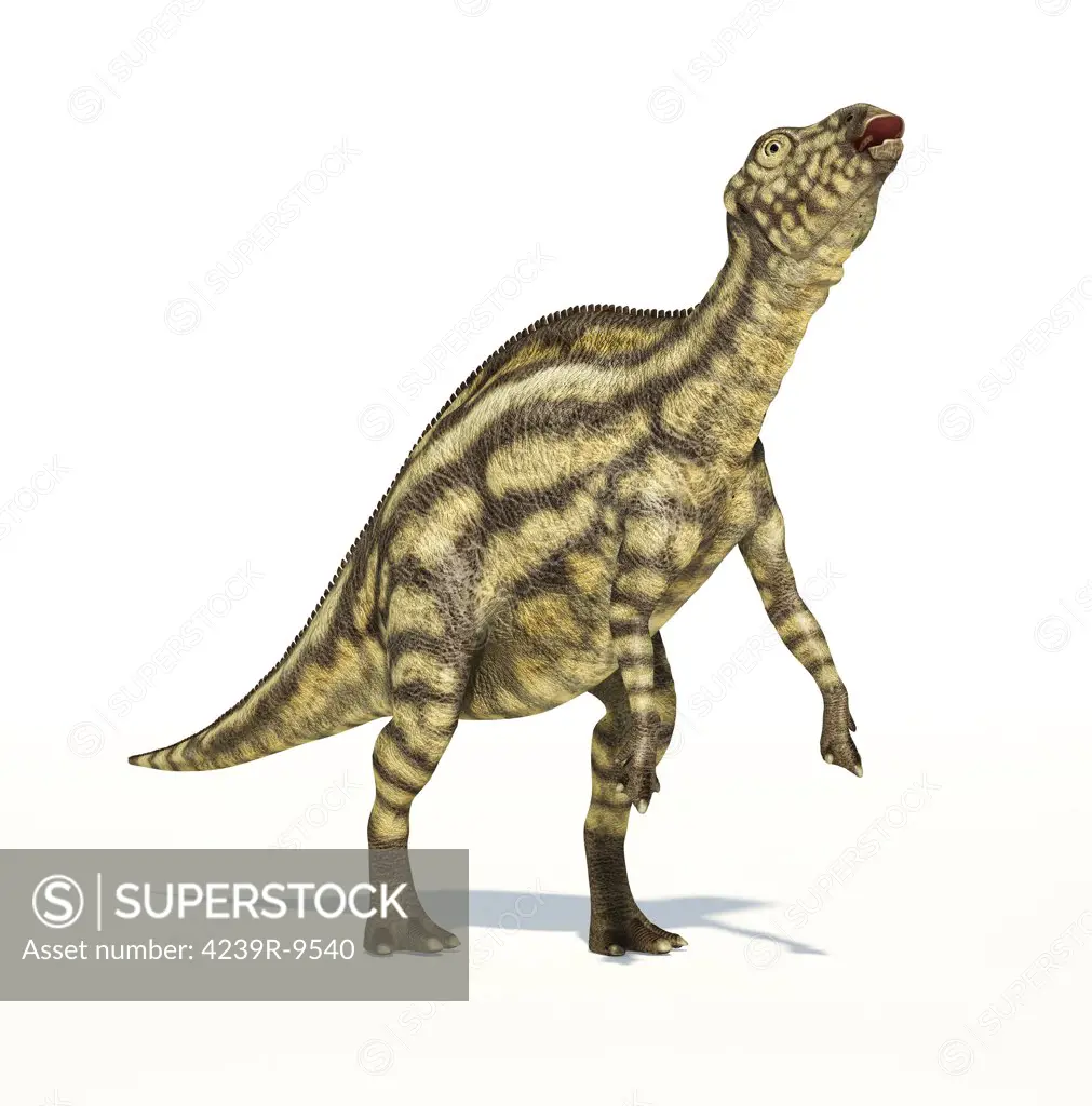 Maiasaura dinosaur on white background with drop shadow.