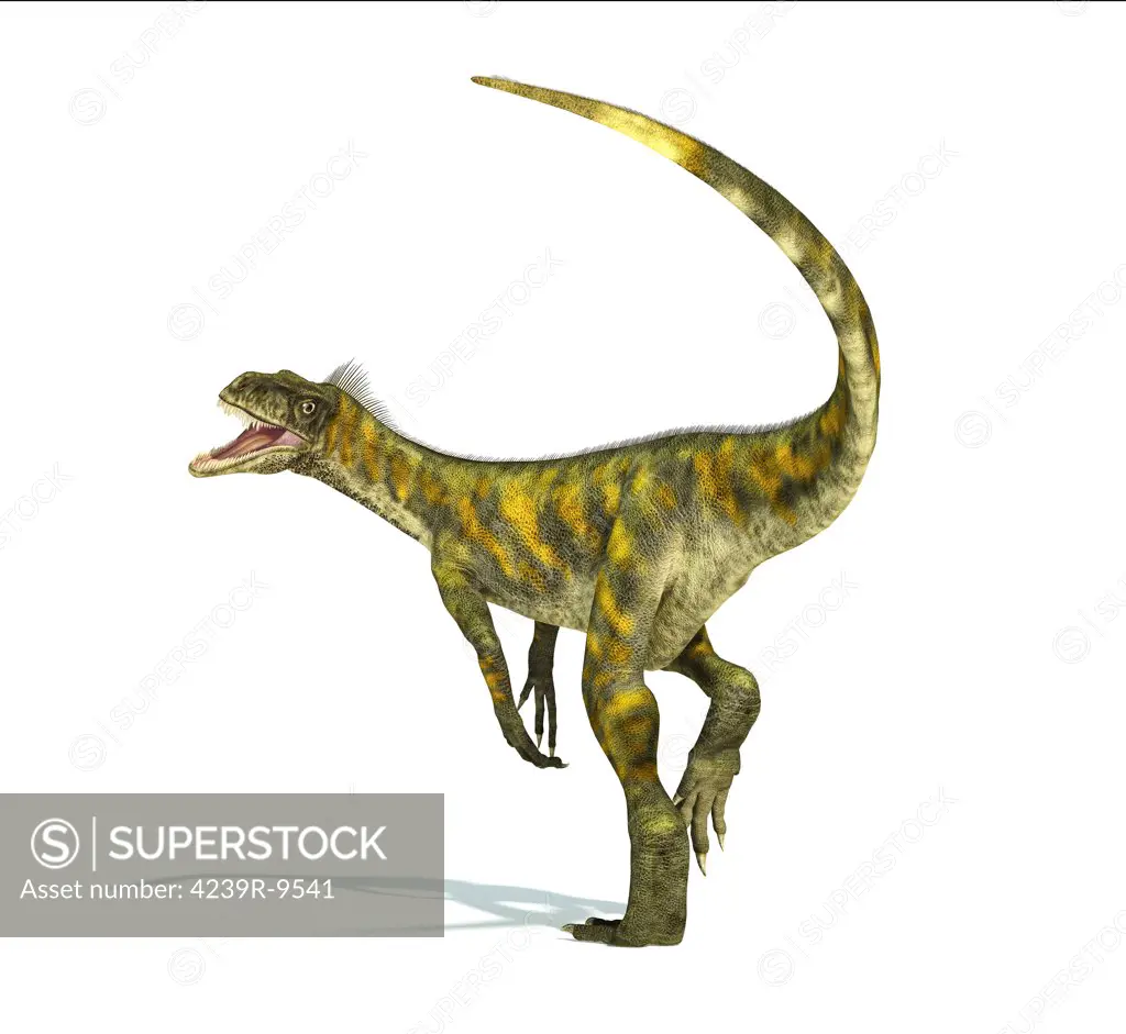 Herrerasaurus dinosaur on white background with drop shadow.
