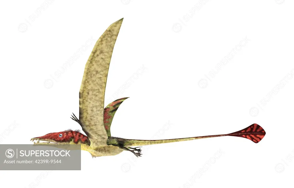 Eudimorphodon flying prehistoric reptile, white background.