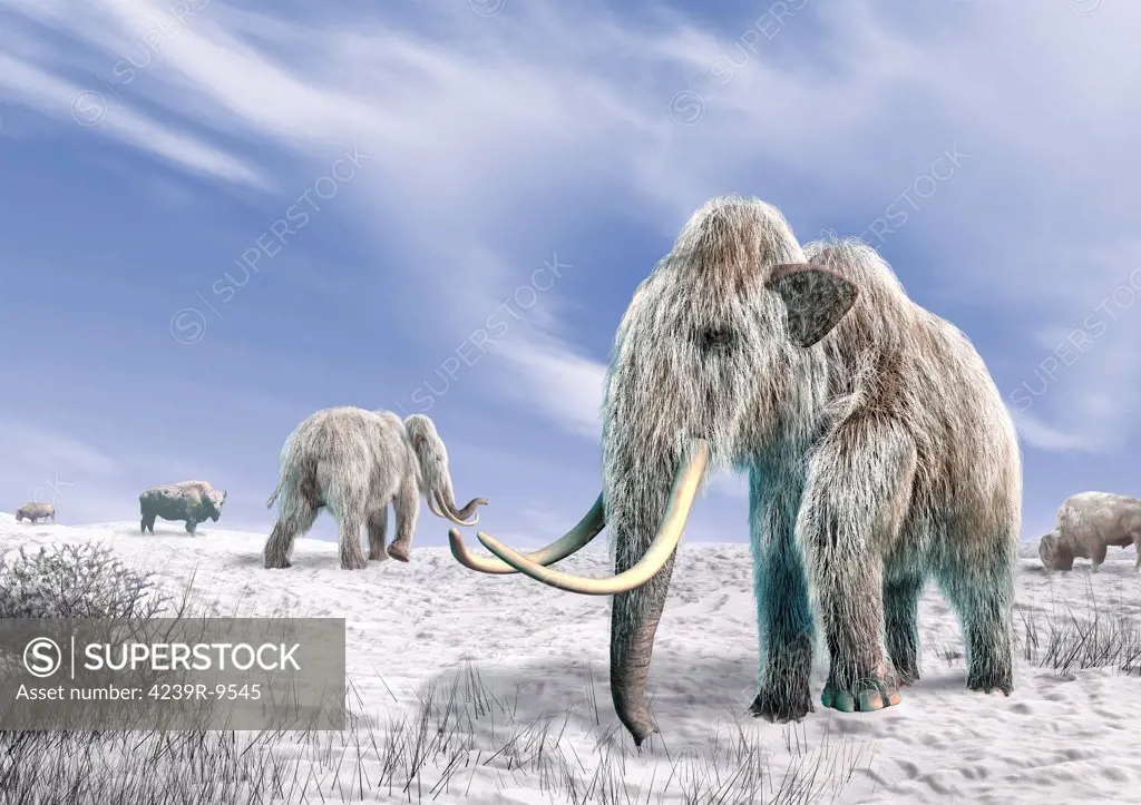 Two Woolly Mammoths in a snow covered field with a few bison.