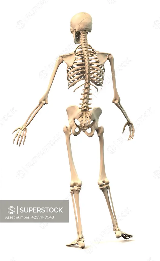 Male Human skeleton in dynamic posture, rear view.