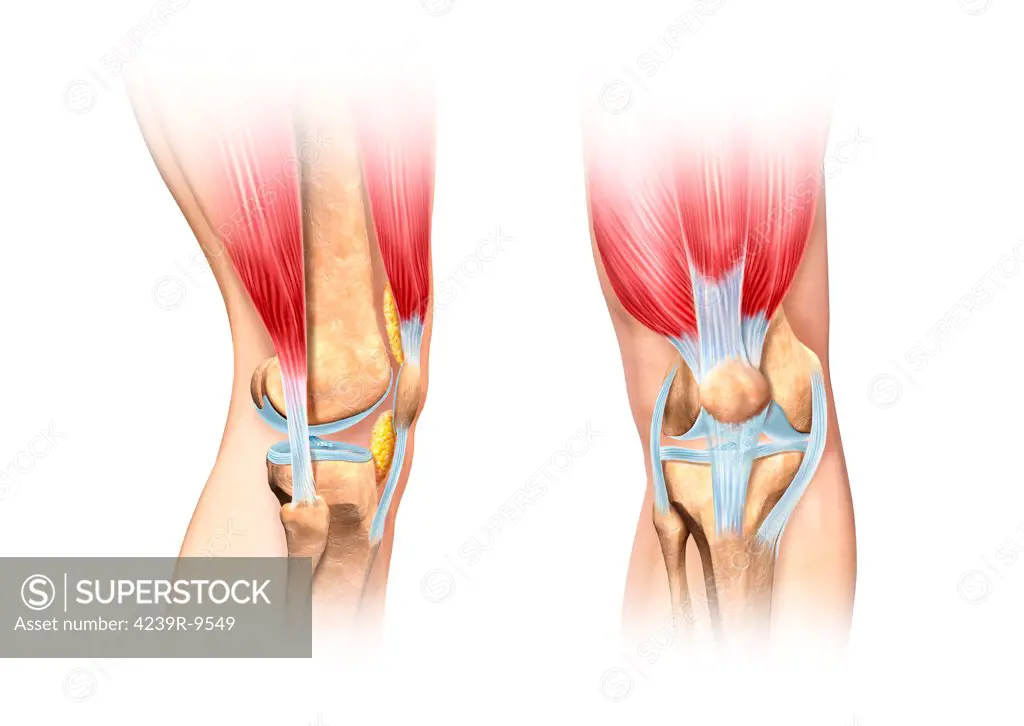 Cutaway illustration of human knee showing detailed side and front views.