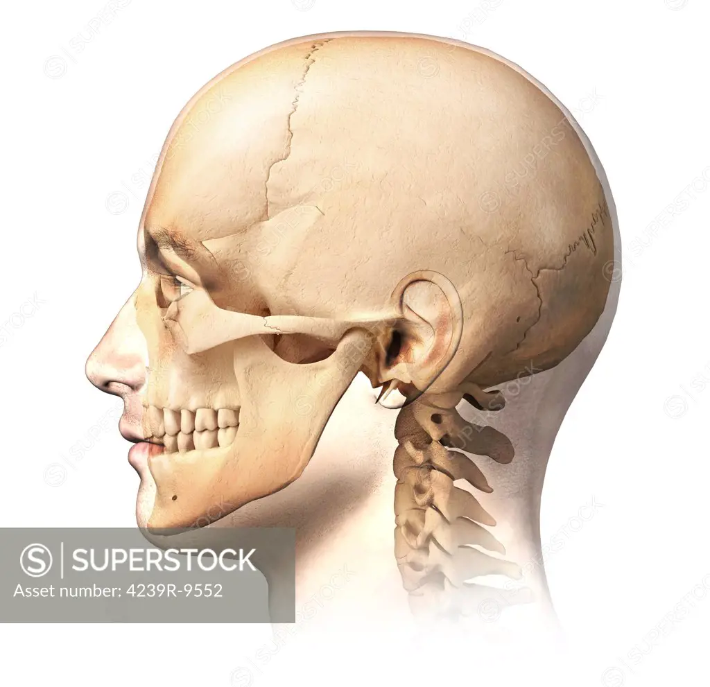 Male human head with skull in ghost effect, side view. on white background.