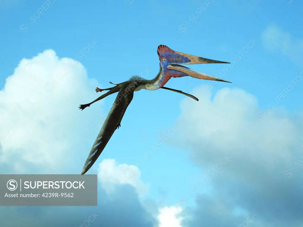 Zhejiangopterus is the genus of a moderately large azhdarchid pterosaur with a wingspan of about 12 feet and weight of about 50 pounds. Known for its long neck and lack of a long protruding head keel typical of other pterosaurs, this flying reptile soared in the skies of Late Cretaceous China about 81 million years ago and likely fed upon fish.