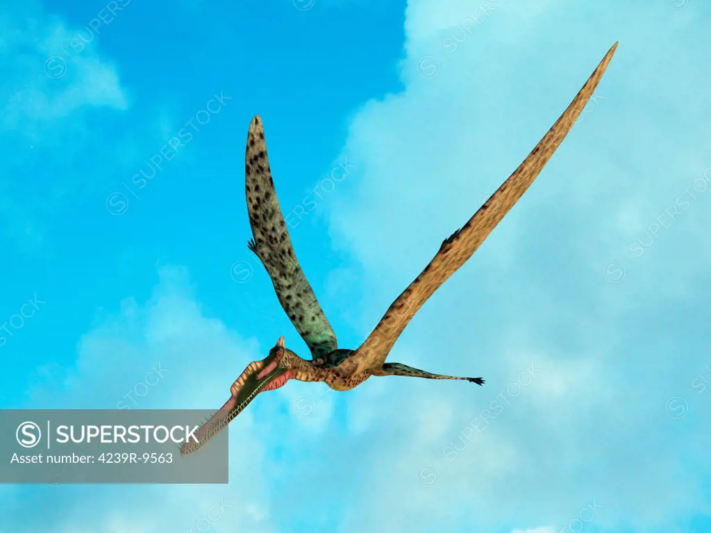 Zhenyuanopterus is the genus of a moderately large pterosaur with a wingspan of about 12 feet and weight of about 50 pounds. Known for its long needle-like teeth, this flying reptile soared in the skies of Early Cretaceous China about 125 million years ago and likely fed upon fish.