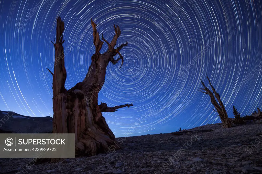 The ancient bristlecone pine trees found in the White Mountains of California are some of the oldest known living organisms. Star trails capture the movement of the stars above this unique looking bristlecone, a tree that may have spent millenia under star studded skies.