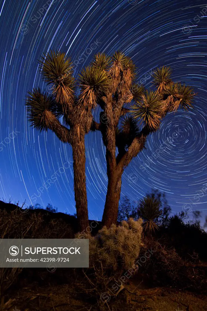 A Joshua tree against a backdrop of north facing star trails in Joshua Tree National Park, California.