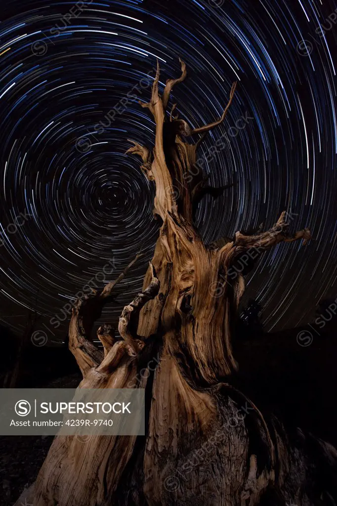 A bristlecone pine tree reaches towards a spiral of north facing star trails in the Patriarch grove of the Ancient bristlecone pine forest, White Mountains, California.