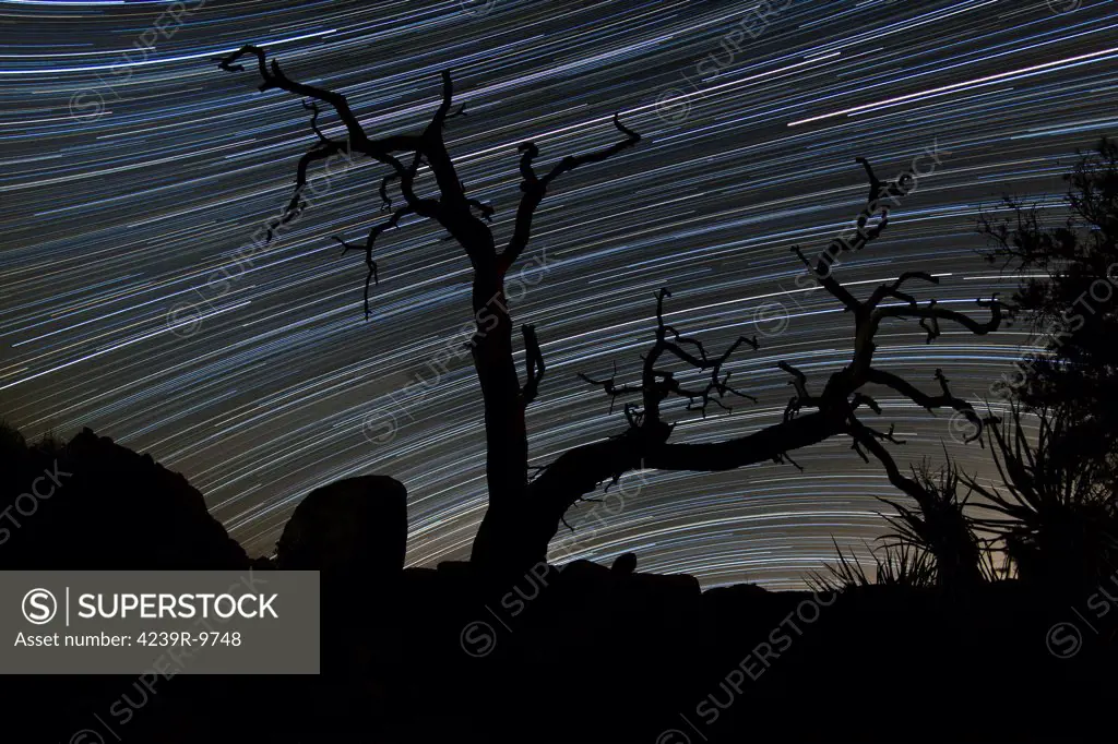 A dead Pinyon pine tree and star trails in the pine city area of Joshua Tree National Park, California.