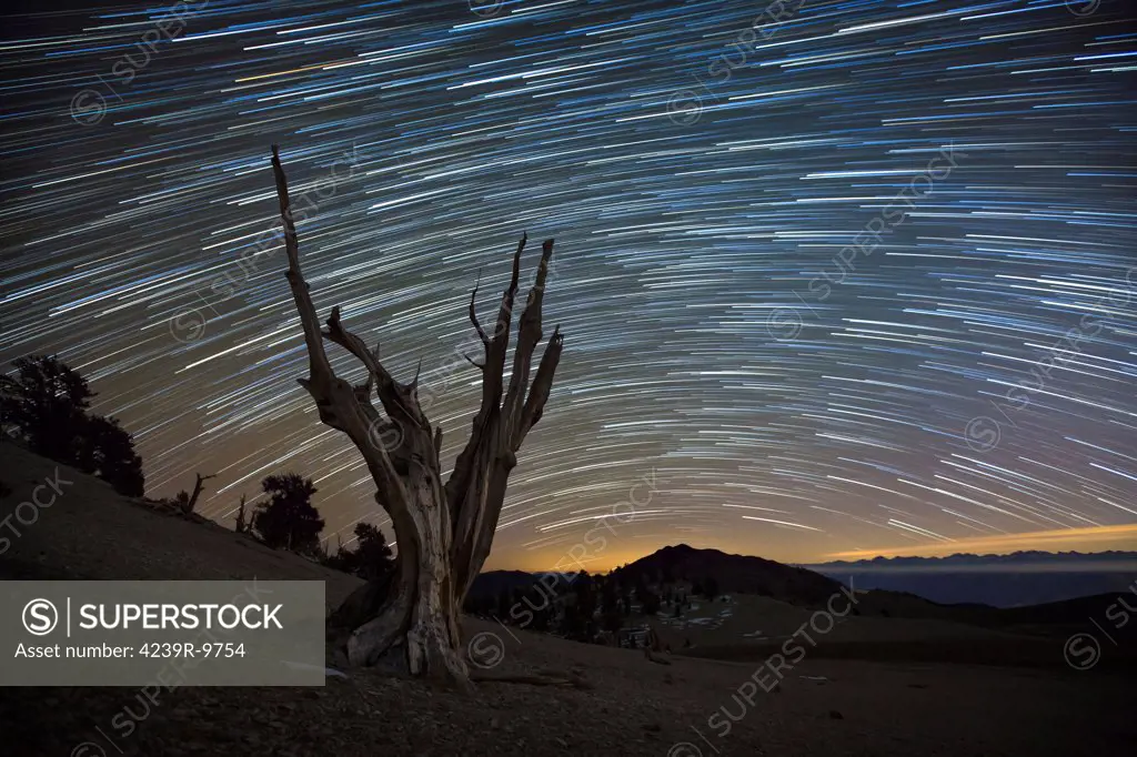 A dead bristlecone pine tree against a backdrop of star trails in the White Mountains, California.