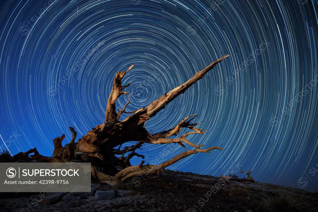 A lone bristlecone pine in the White Mountains of California.