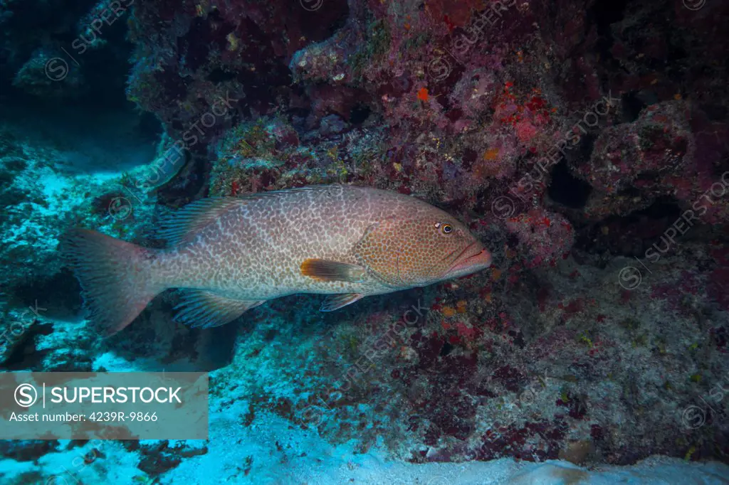 A Tiger grouper (Mycteroperca tigris) swimming along the bottom of a cavern in the reef offshore of Grand Cayman Island.