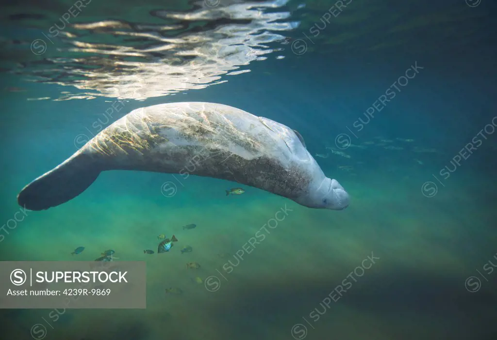 A West Indian manatee (Trichechus manatus) rolls over upside down in what appears a relaxed pose while swimming through the Suwannee River inlet to Fanning Springs, Florida, as a school of sunfish follow close behind.