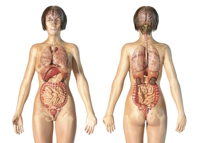 Female anatomy of internal organs with skeleton, rear and front views. On white background.