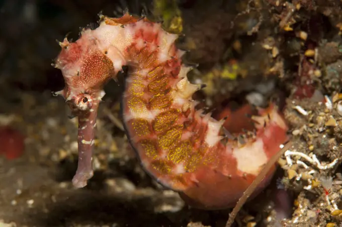 Thorny seahorse (Hippocampus histrix), side view, red and pink with yellow markings, Tulamben, Bali, Indonesia.