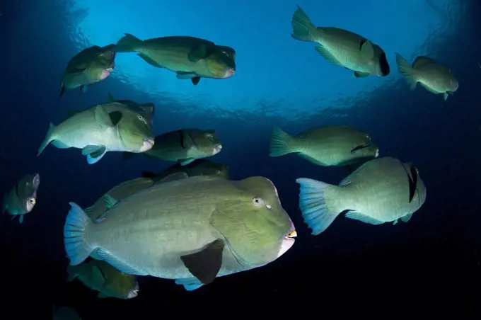 Large school of bumphead parrotfish (Bolbometopon muricatum), found around the Liberty Wreck, Bali, Indonesia.