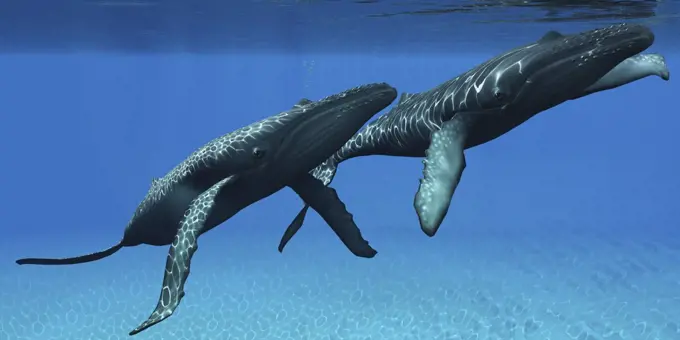 Two humpback whales come to the surface of ocean waters to breath.