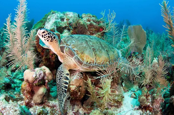 Green sea turtle on Caribbean reef.