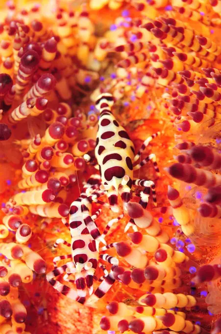 Pair of coleman shrimp on a red and yellow fire urchin, Bali, Indonesia.