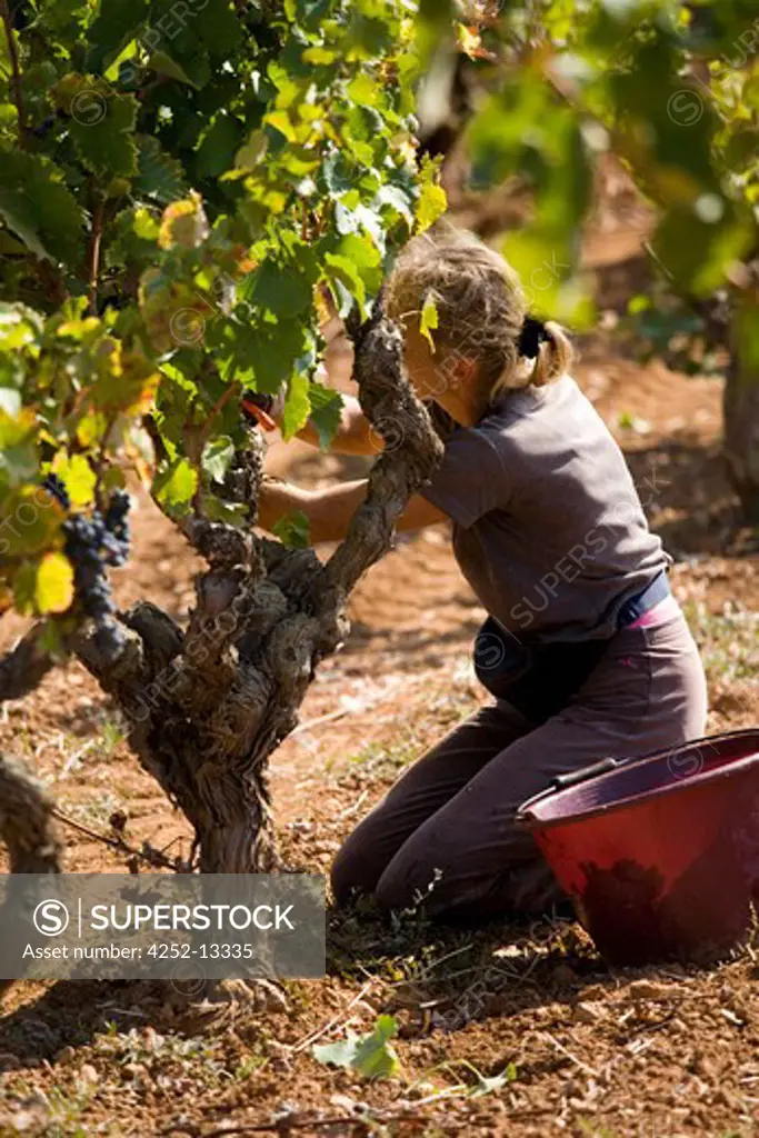 Grape harvest.