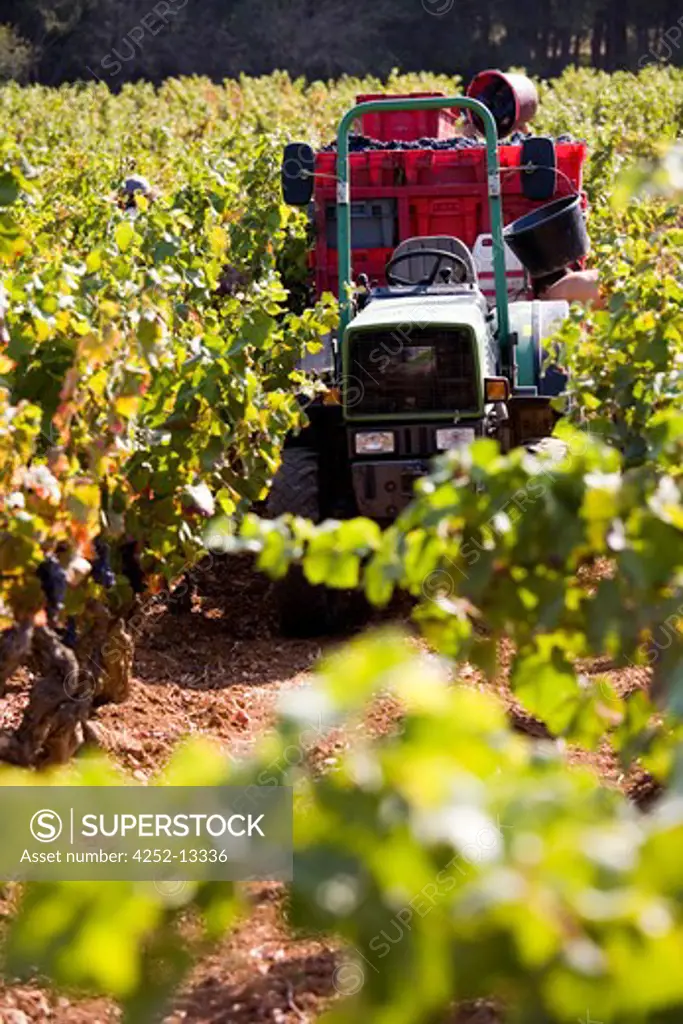 Grape harvest tractor.