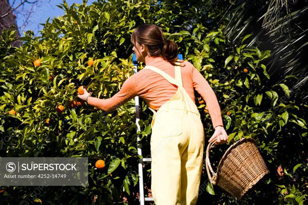 Woman clementine picking
