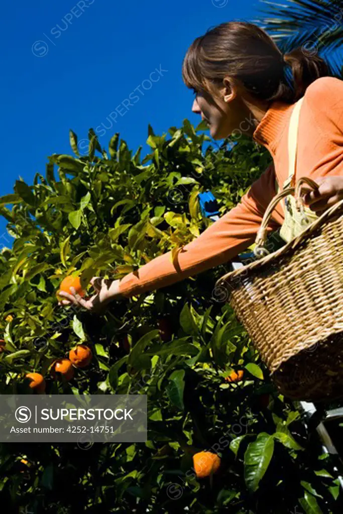 Woman clementine picking