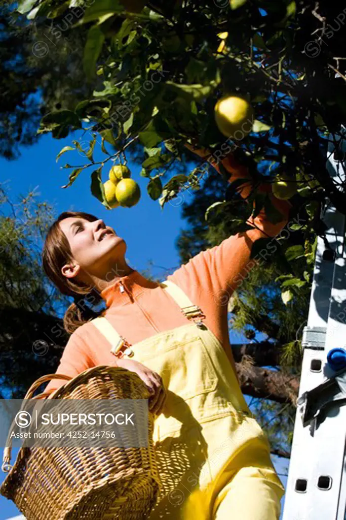 Woman lemon picking