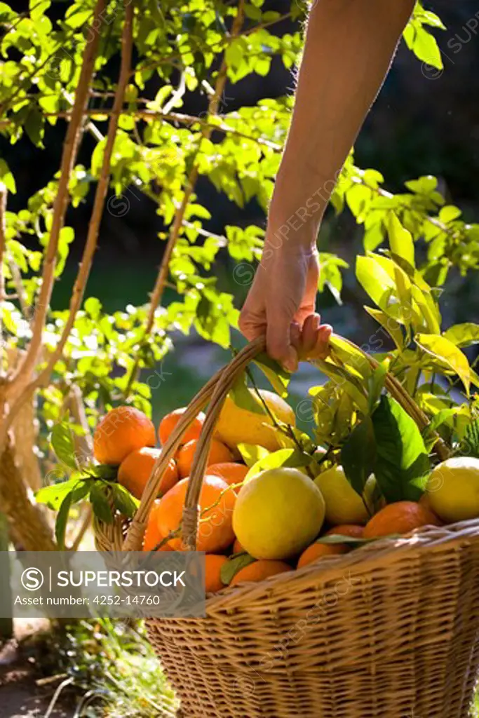 Citrus fruits basket