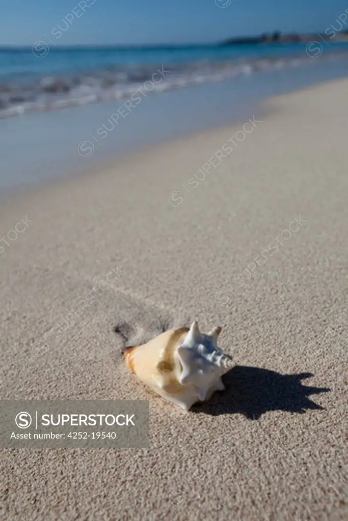 Beach seashell