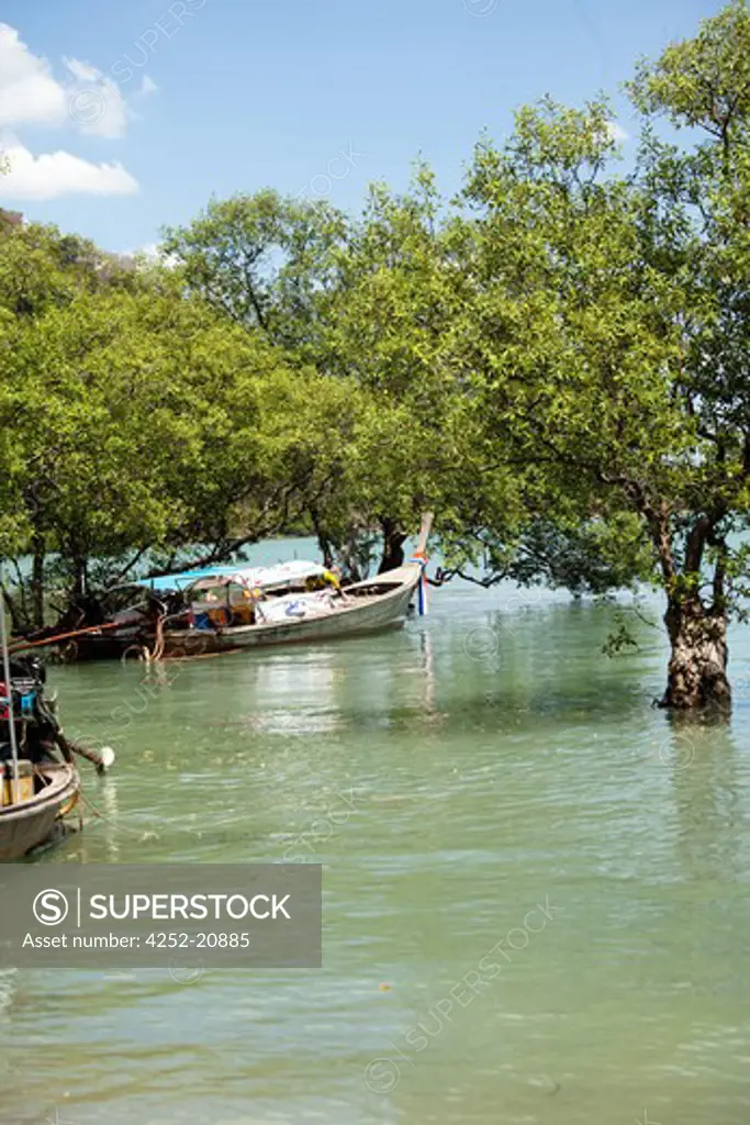 Boat mangrove