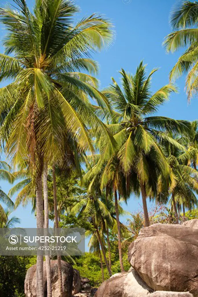 Siam palmtrees