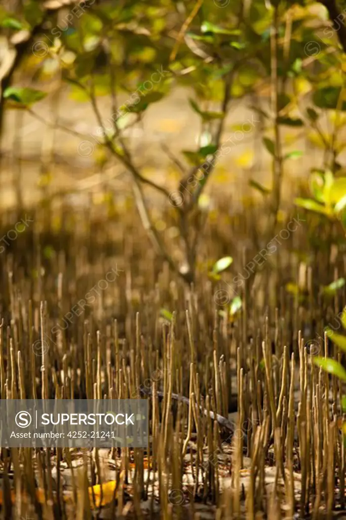 Siam mangrove swamp