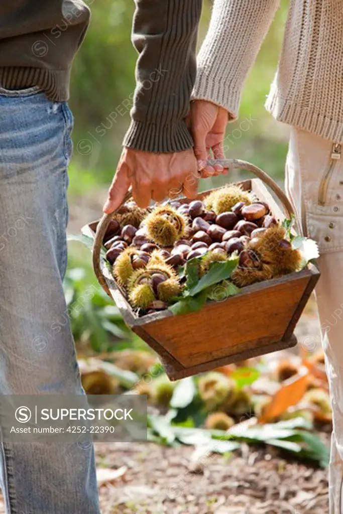 Couple chestnuts basket