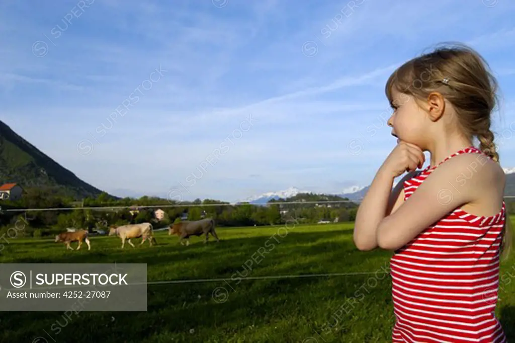 Little girl looking at cows