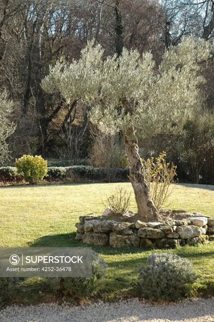 Olive tree into a provencal garden