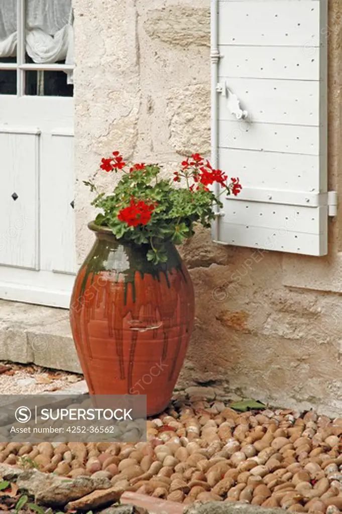 Geranium plant in front of a house door