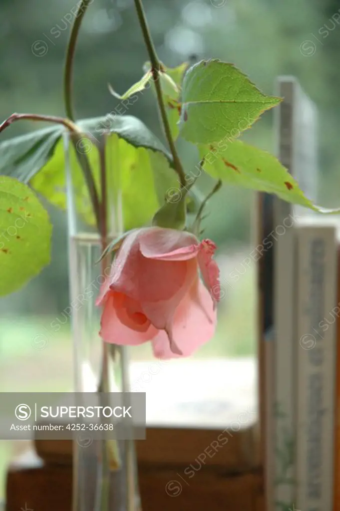 Pink rose into a glass vase