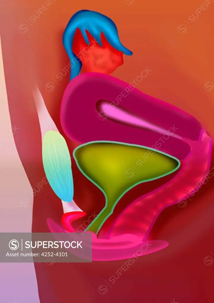 Female genital organs