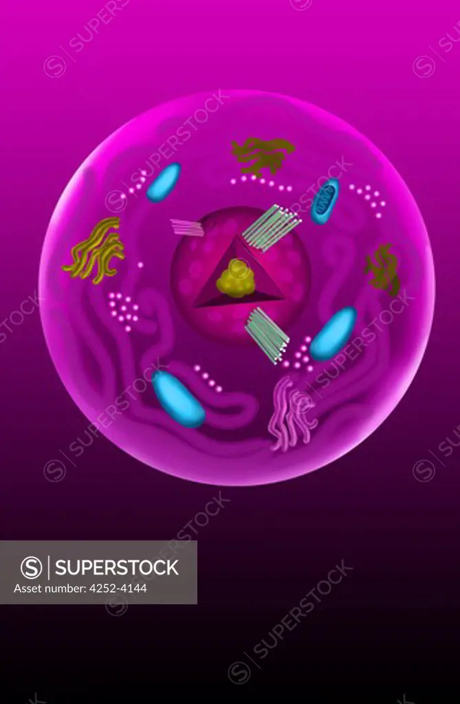 Drawing of a cell and its nucleus