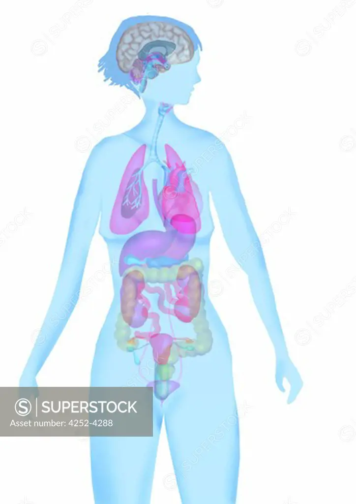 Breathing and digestive system