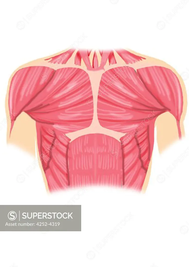 Thorax muscles