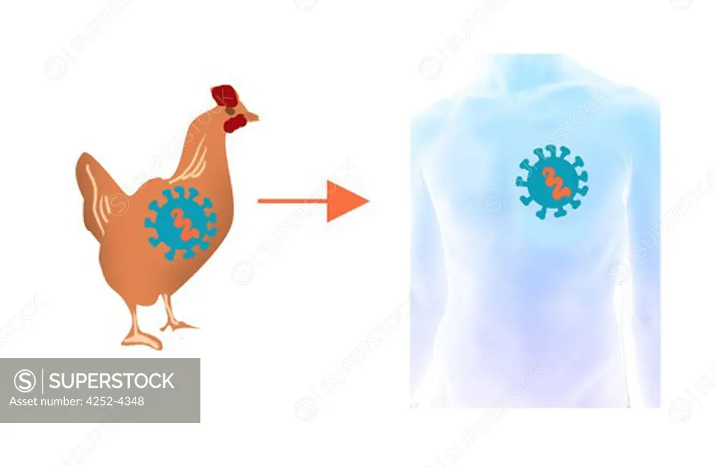 It's a viral disease from the poultry who can be transmitted to man and other animals (pork)