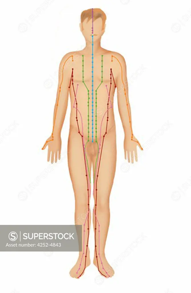 Acupuncture points localization