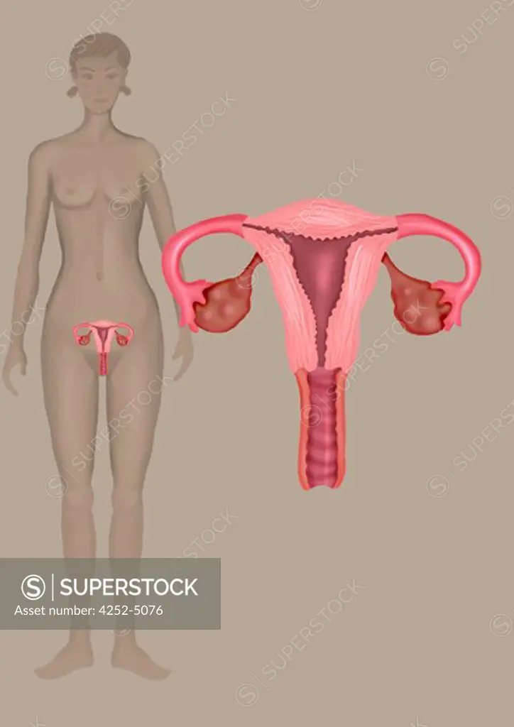 Woman genital organs