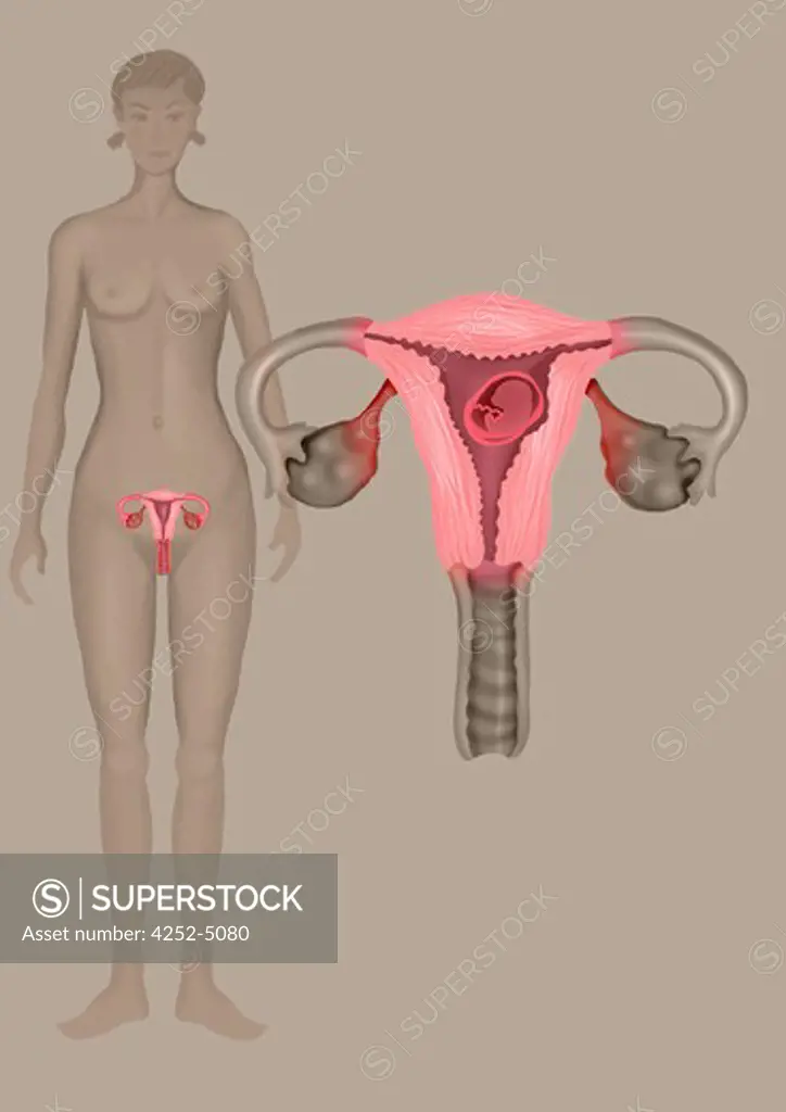Woman genital organs