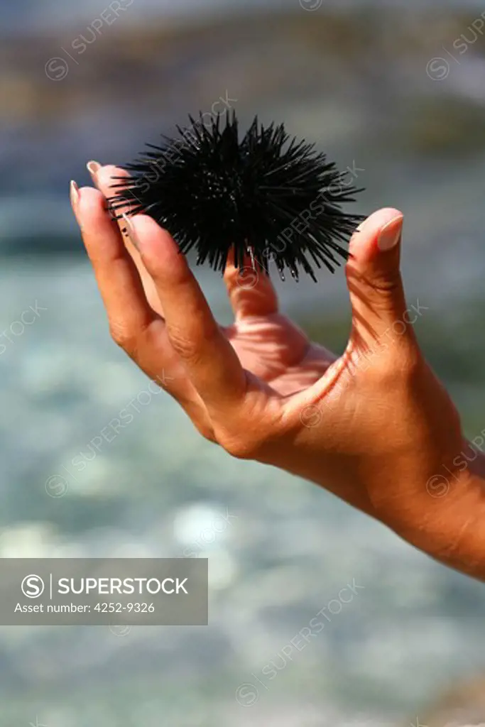 Woman sea-urchin
